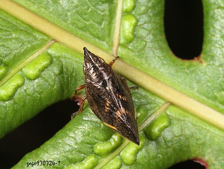 阿里山白紋象沫蟬 Philagra arisana