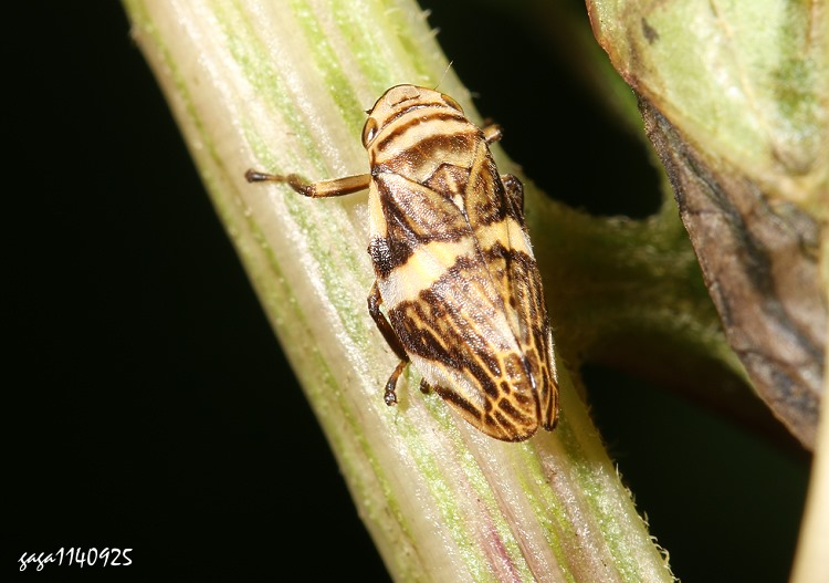 @aj Mesoptyelus fascialis