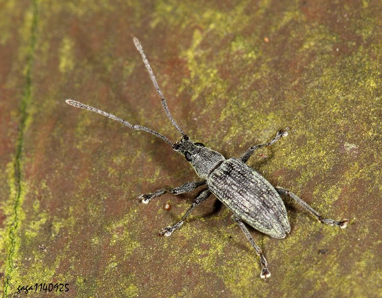 粗喙象亞科  Cyrtepistomus castaneus