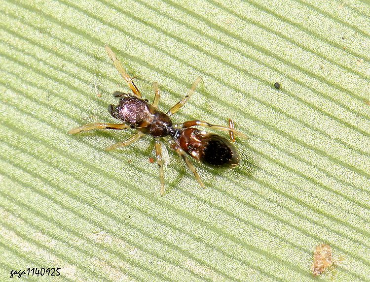 Ƶ Myrmarachne sp.