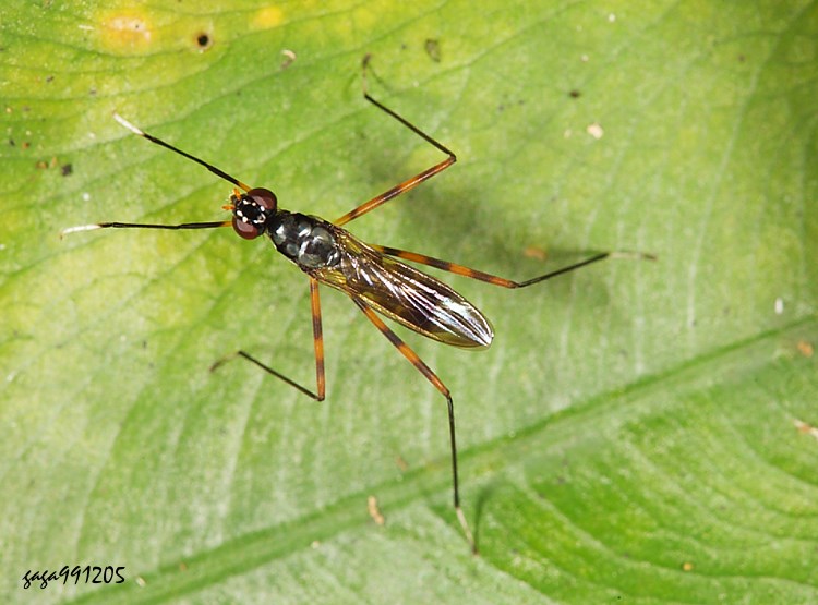 L} Mimegralla albimana