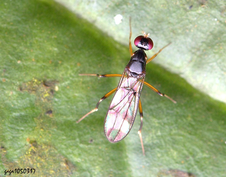 大眼蠅屬 Strongylophthalmyia sp. 