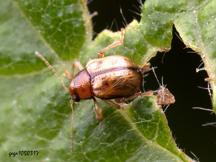  Pagria flavopustulata