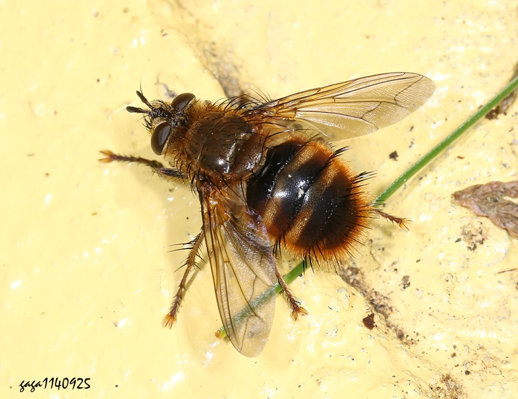 豔斑寄蠅 Tachina ursinoidea