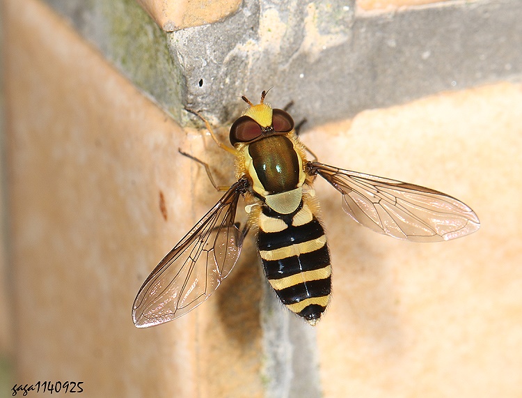 ���H���� Syrphus &nbsp;sp. 