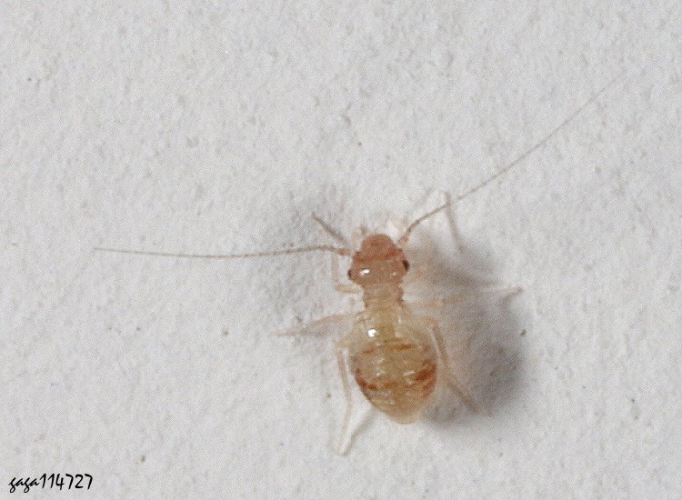 Ԥ Psocathropos lachlani