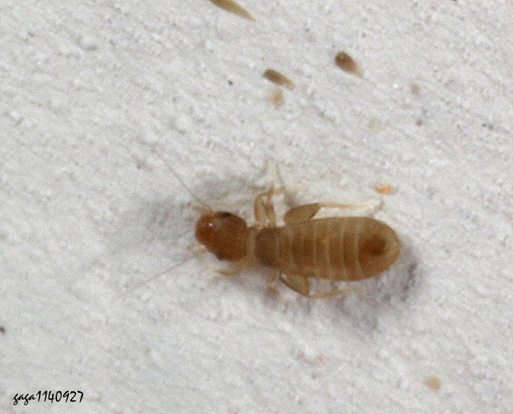 \E Liposcelis bostrychophila 