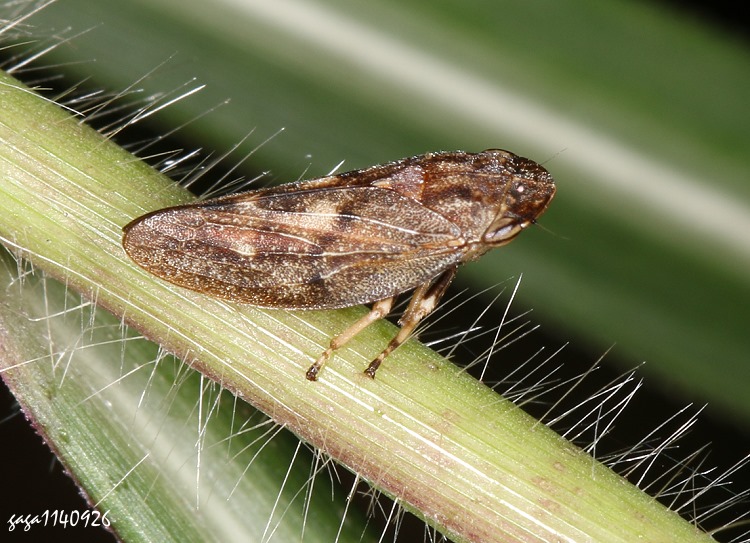 尖胸沫蟬屬 Aphrophora sp.