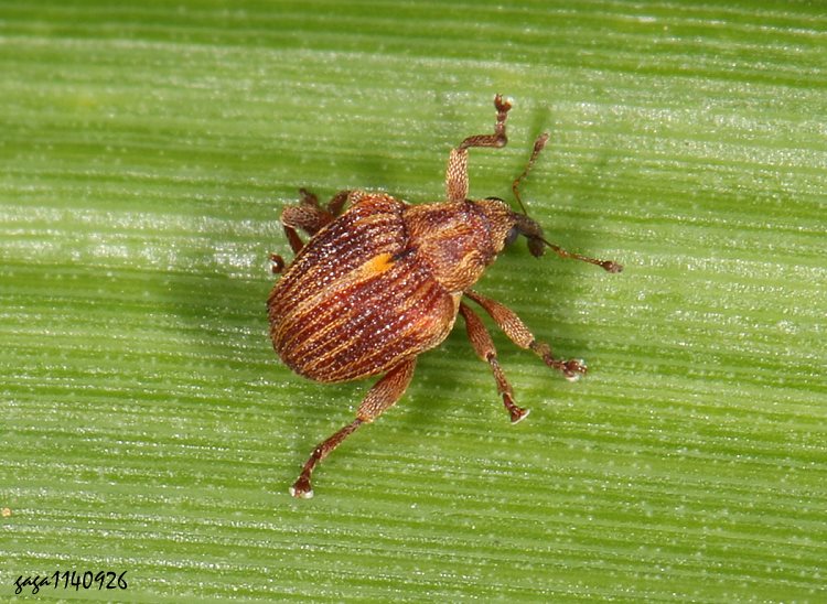 H Coelioderes kuatunensis 