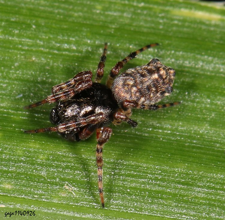 |е Cyclosa sedeculata 