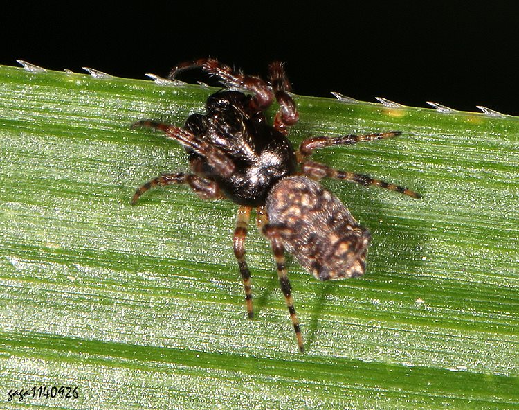 |е Cyclosa sedeculata 