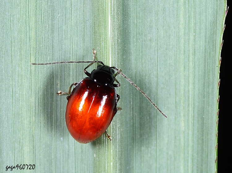 hܪê Neochya nitidissima