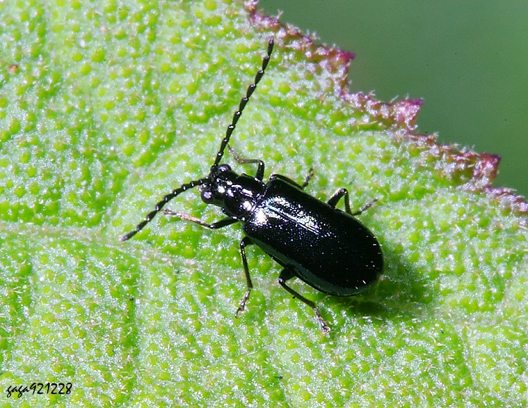 �Ŷ��v���u�� Dercetina itoi 