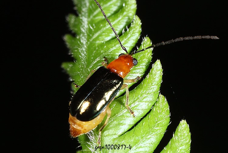 �F���v���u�� Dercetina azumai