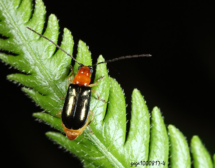 �F���v���u�� Dercetina azumai