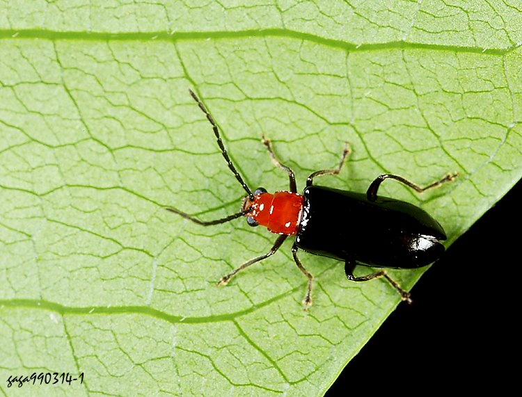 ê Cerophysa nigripennis