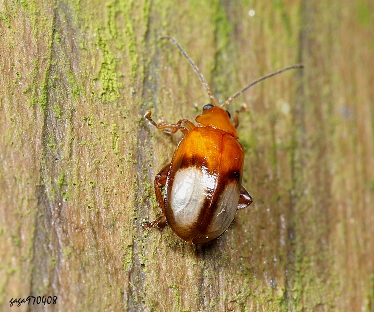 �Z�з��}���D Hemipyxis takedai 