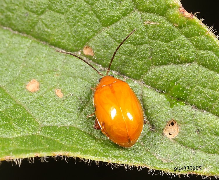 p}D Hemipyxis nigricornis