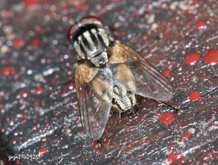 a Musca sp.