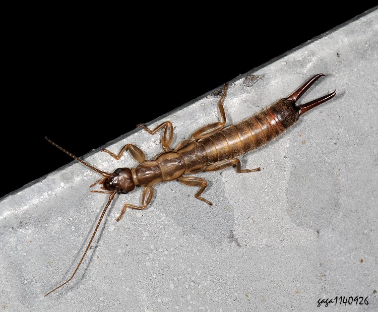 w󲯧螋 Cranopygia sauteri