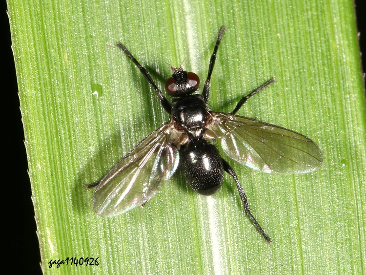 aǬ Muscidae