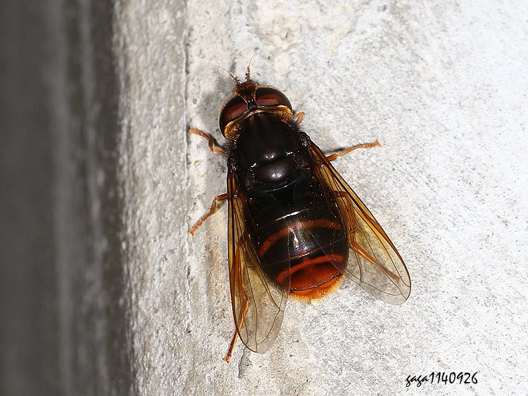 H Volucella  sp.