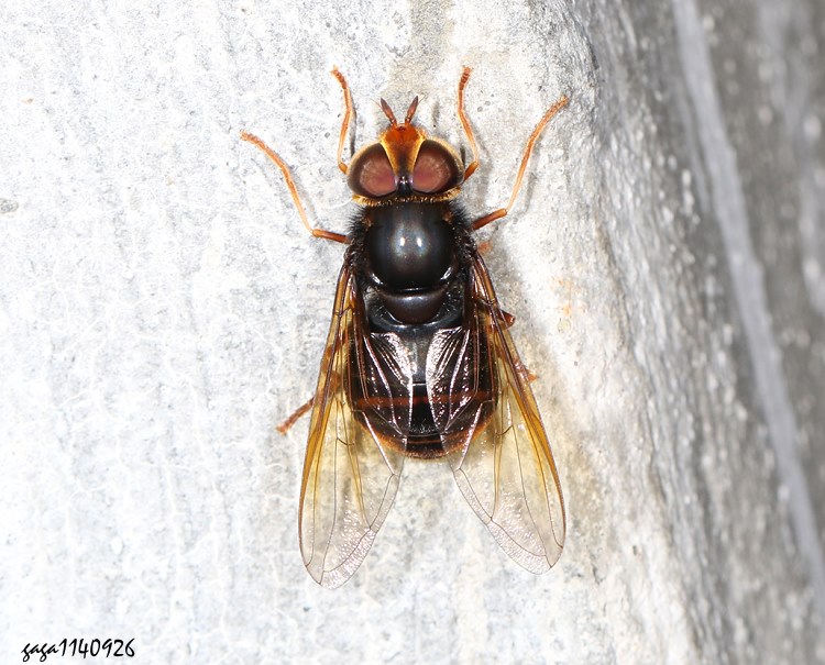 H Volucella  sp.