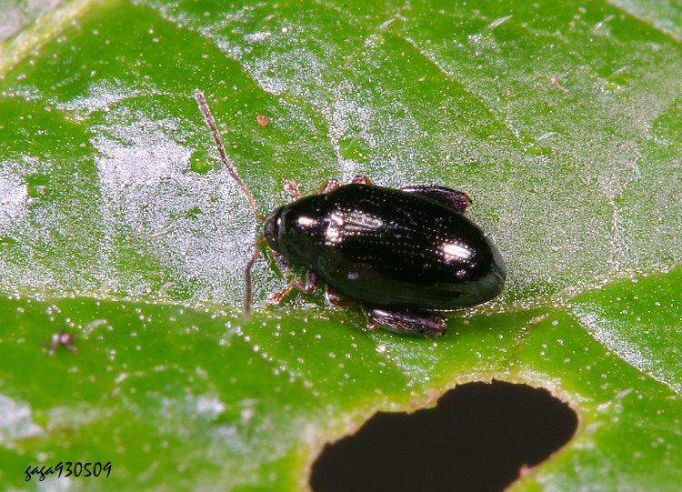 跳葉蚤屬 Psylliodes brettinghami 