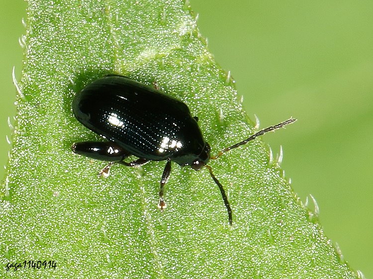 D Psylliodes sp.