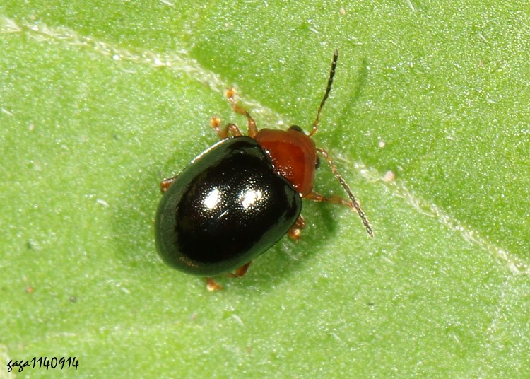 �ɯͧZ���D Euphitrea taiwana