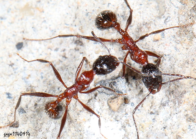 }a Aphaenogaster  sp.