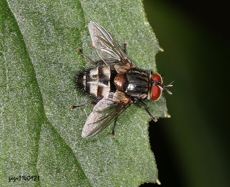  Winthemia venusta 