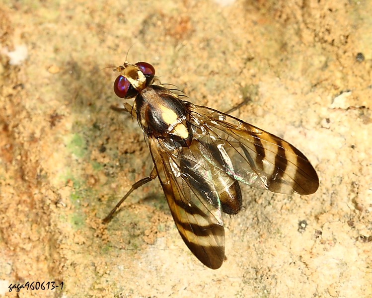 eau Euphranta chrysopila 