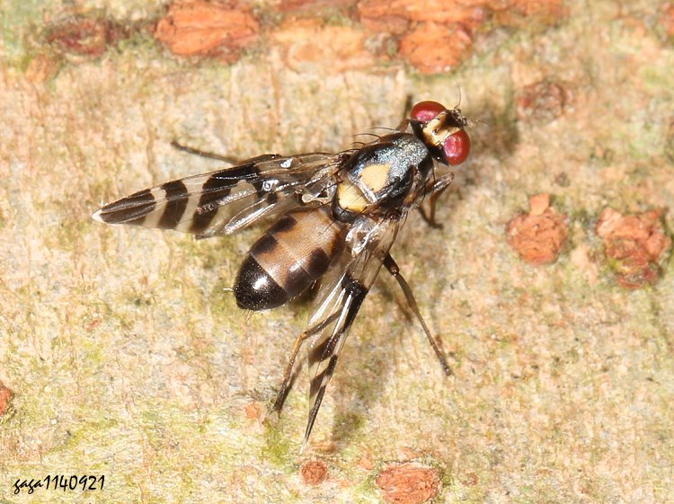jqu Euphranta oshimensis