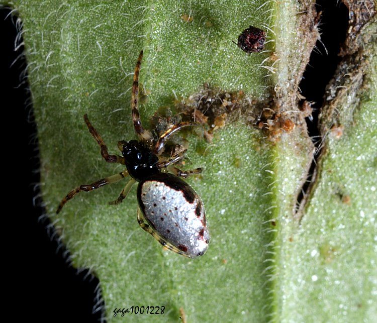 假銀塵蛛 Cyclosa argenteoalba 