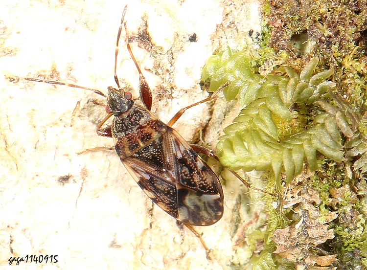 斑長椿屬  Scolopostethus sp.  