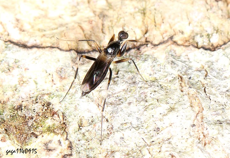 合室舞虻屬 Tachydromia sp.