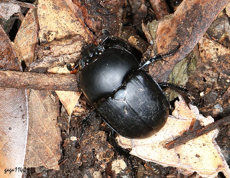 ³t Phelotrupes taiwanus