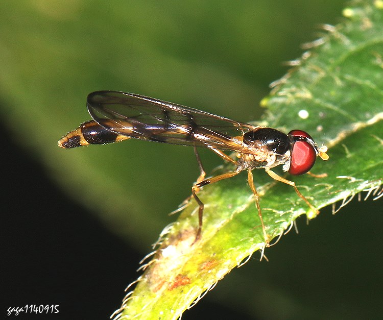 纖維巴蚜蠅 Baccha maculata 