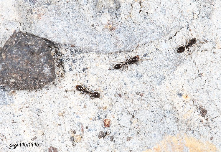Monomorium chinense 