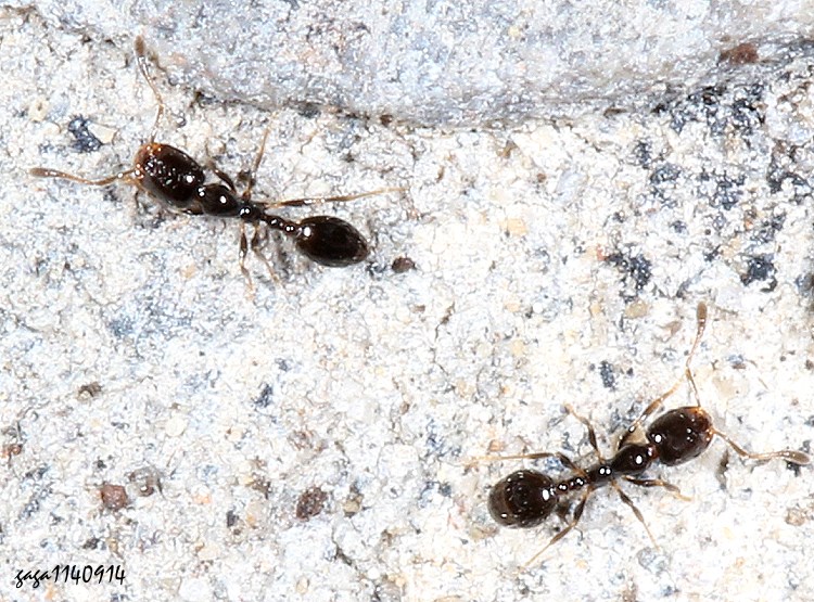 سa Monomorium chinense .  