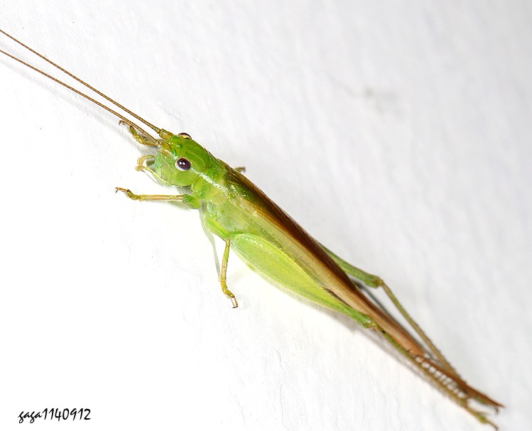 Beybienkoana formosana