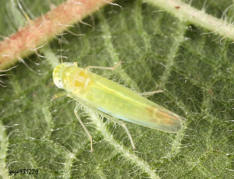p Jacobiasca formosana 
