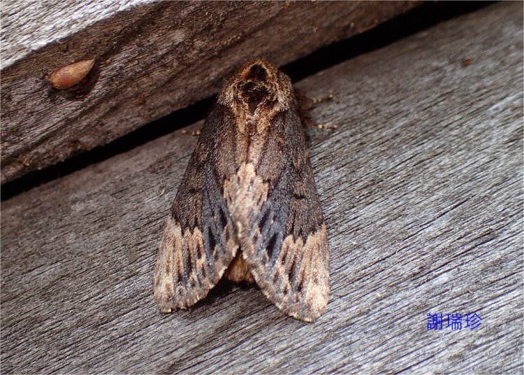 斑暗齒舟蛾 Hiradonta angustipennis 