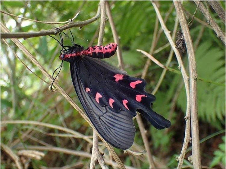 e Byasa confusus mansonensis