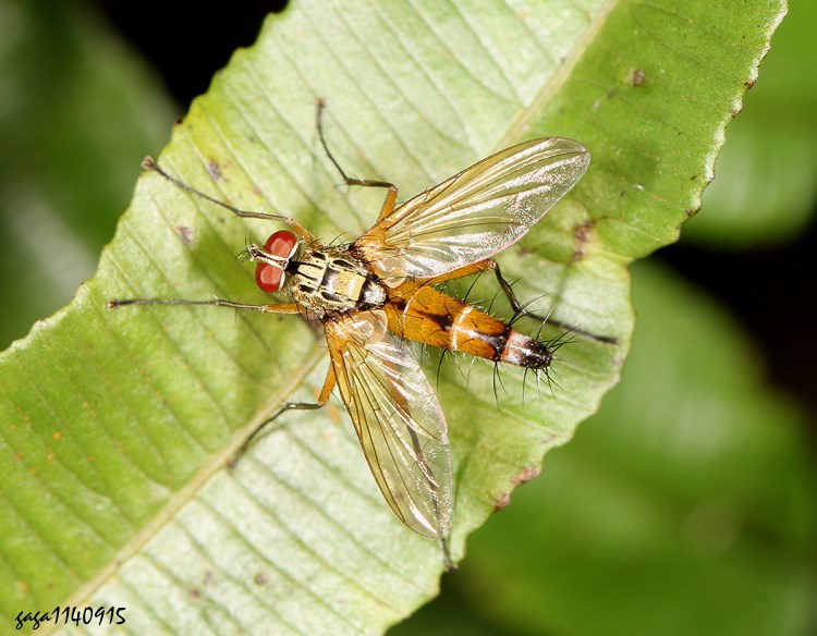  Leptothelaira sp.