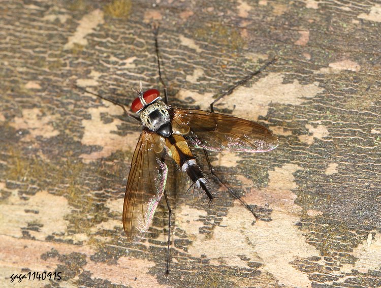 ܱH Leptothelaira sp.