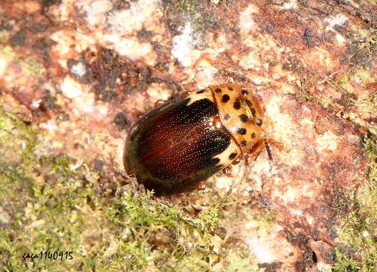 Wtθ} Gonioctena  kamikawai