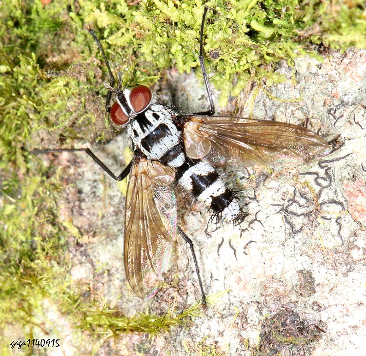TH Trigonospila sp.