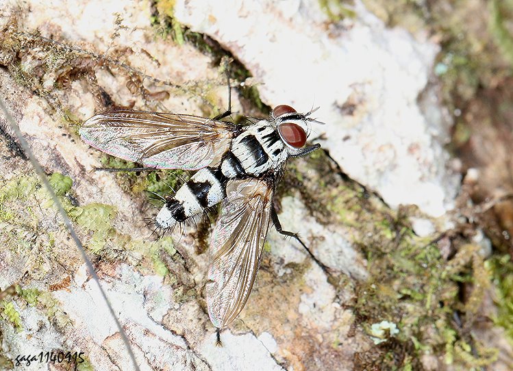 TH Trigonospila sp.